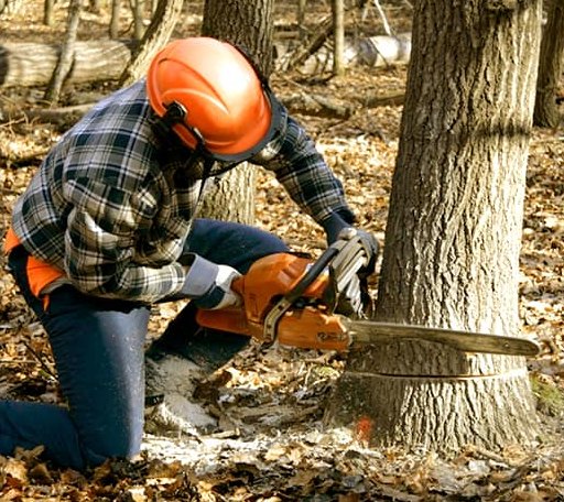 Tree Removal in Kingston, NH